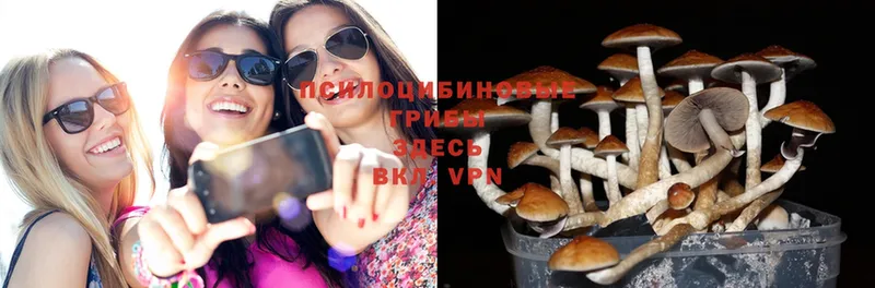 где можно купить наркотик  Артёмовск  Псилоцибиновые грибы Magic Shrooms 